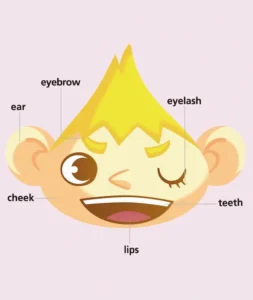 顔の部分の英語名を探究学習で確かめる図。キャラクターの耳・眉・まつげに英単語を添えた教材